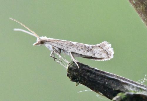 Réf. 340 193 : Plutella xylostella